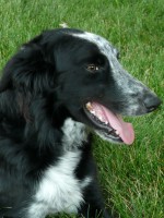 Elmo–our pound puppy a 2007 addition to the family