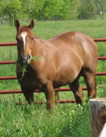 Tucker–who needs to be on a diet!