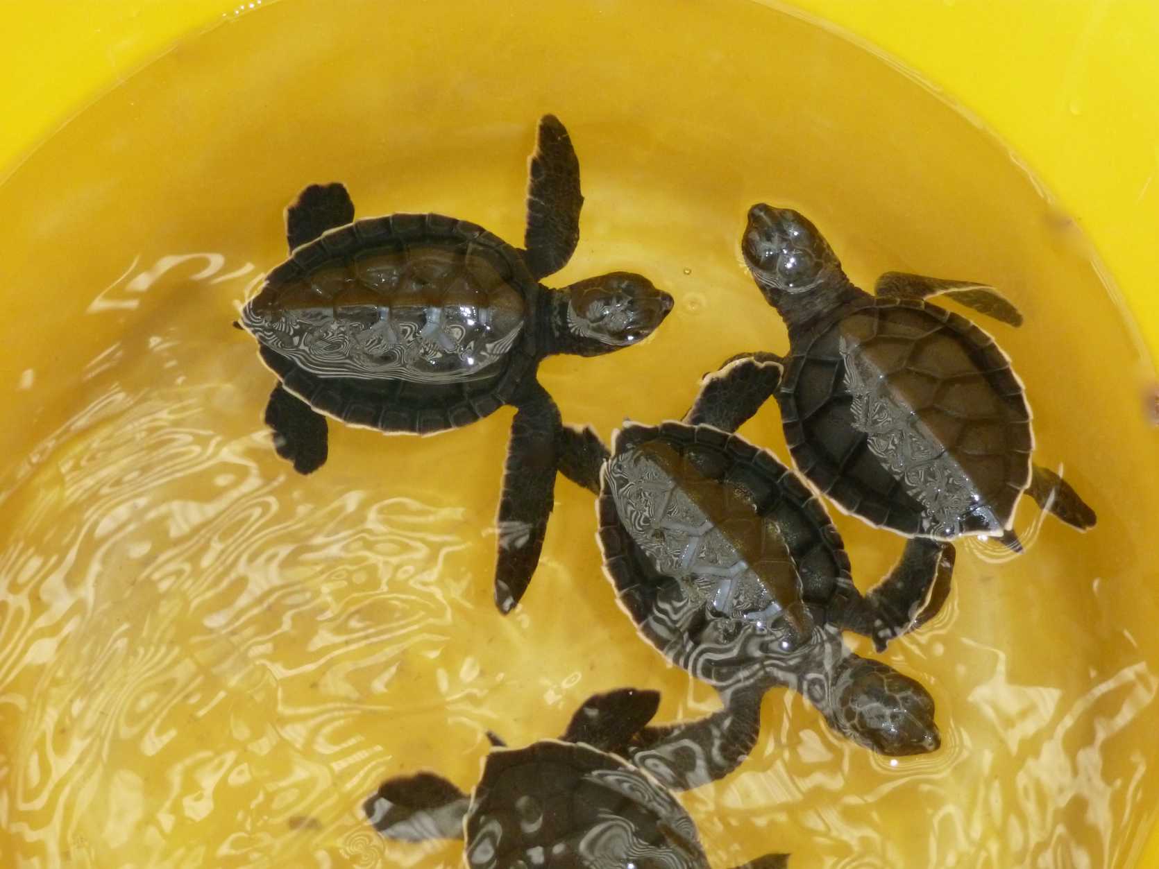 Petsmart 2024 baby turtles