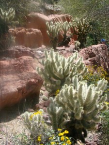 TUCSON CACTUS