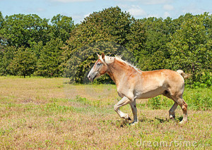 belgian-draft-horse-trotting-23501877