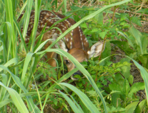 fawn