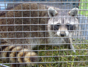 raccoon