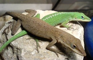 Anolis_carolinensis_(male&female)_by_Robert_Michniewicz