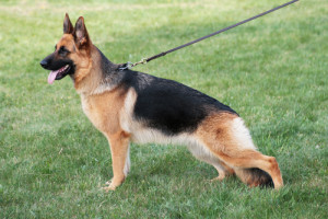 german-shepherd