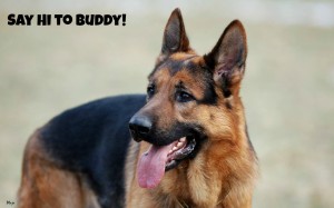 german-shepherd-free-for-your-computer-73461