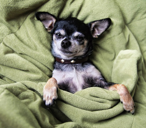 a cute chihuahua napping in a blanket