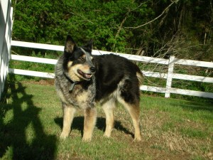 Blue heeler