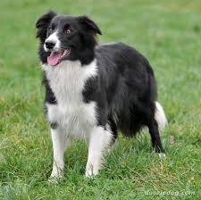 Border Collie in action