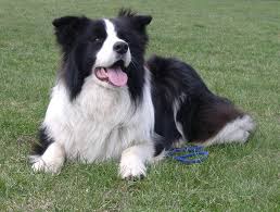 Border Collie relaxing