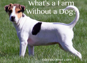 Whats a Farm without a Dog