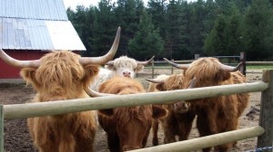 Cows at Fence