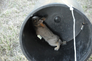 bunny-in-bucket