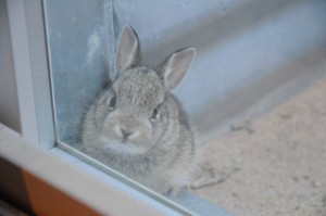 bunny-in-window-well